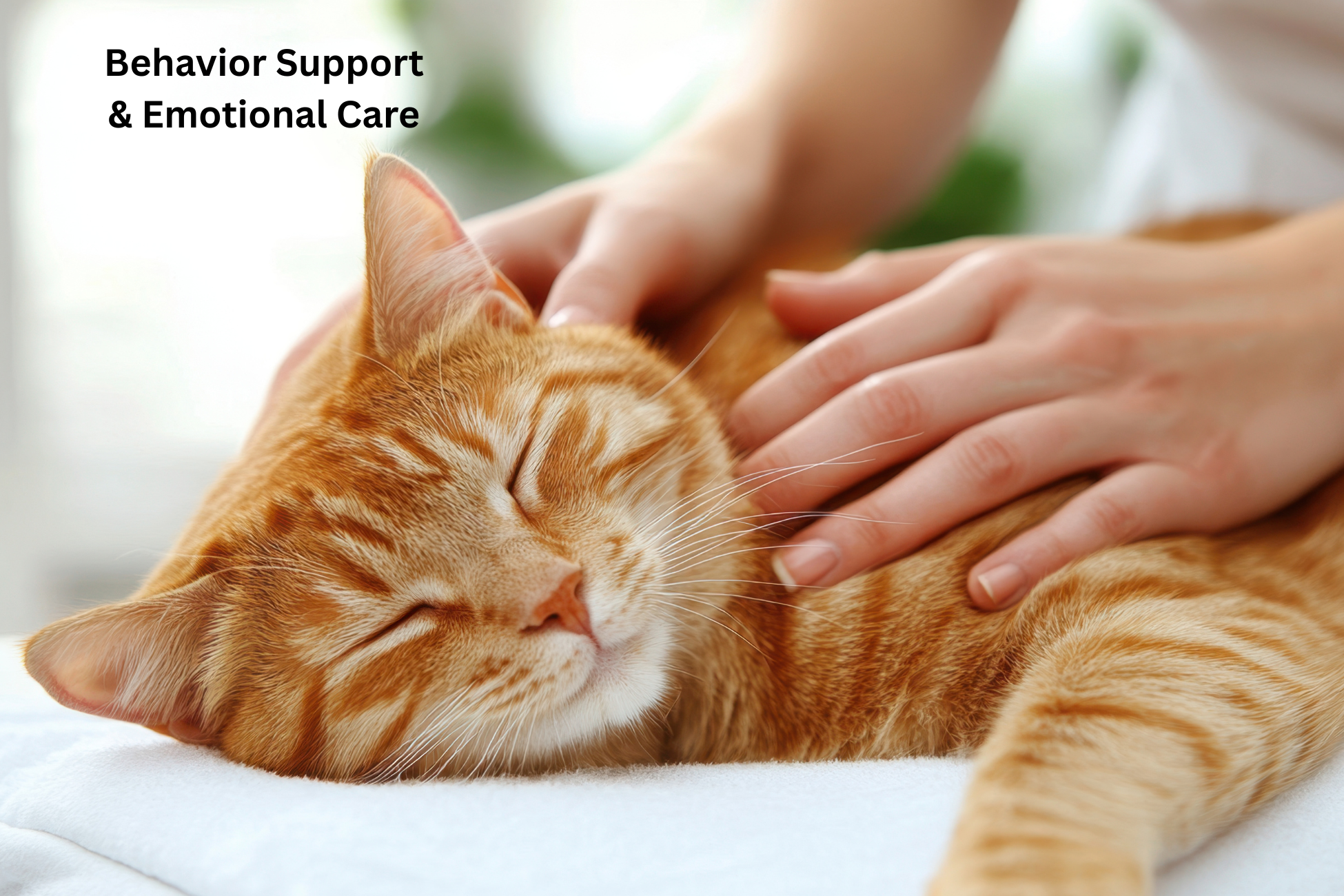 Behavior Support & Emotional Care