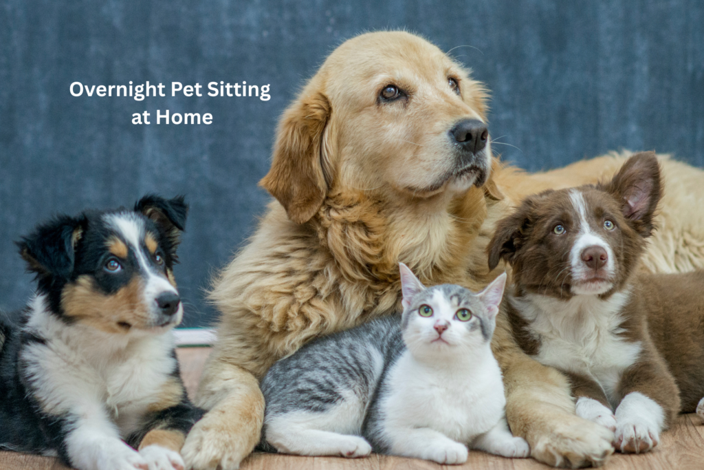Overnight Pet Sitting at Home
