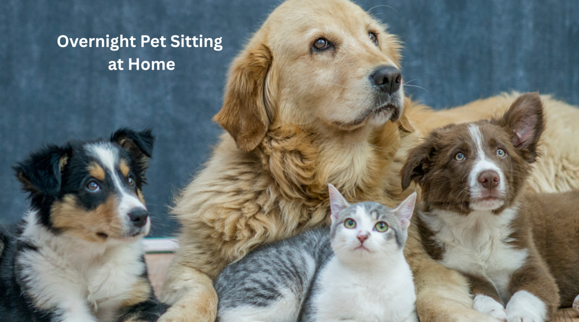 Overnight Pet Sitting at Home