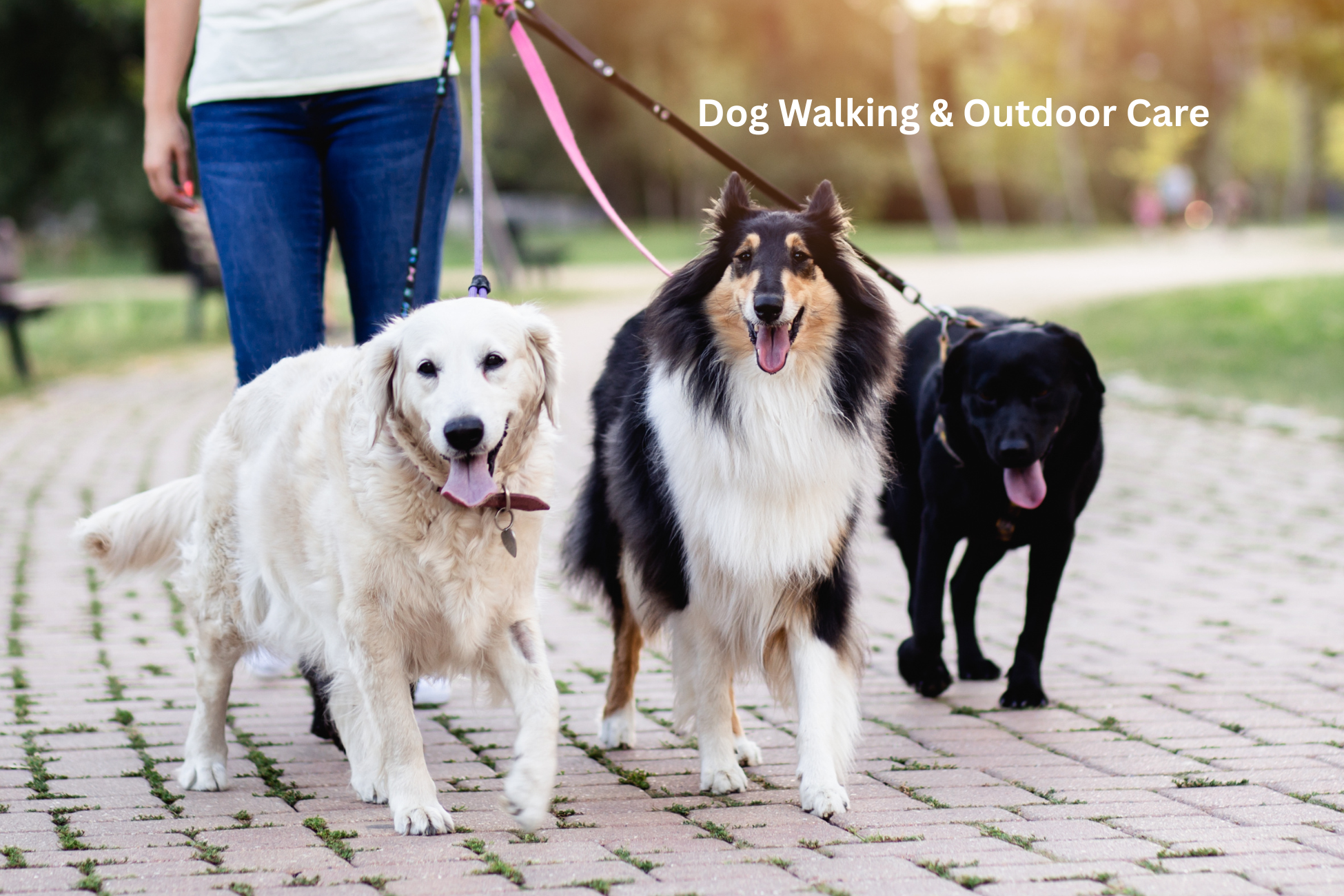 Dog Walking & Outdoor Care